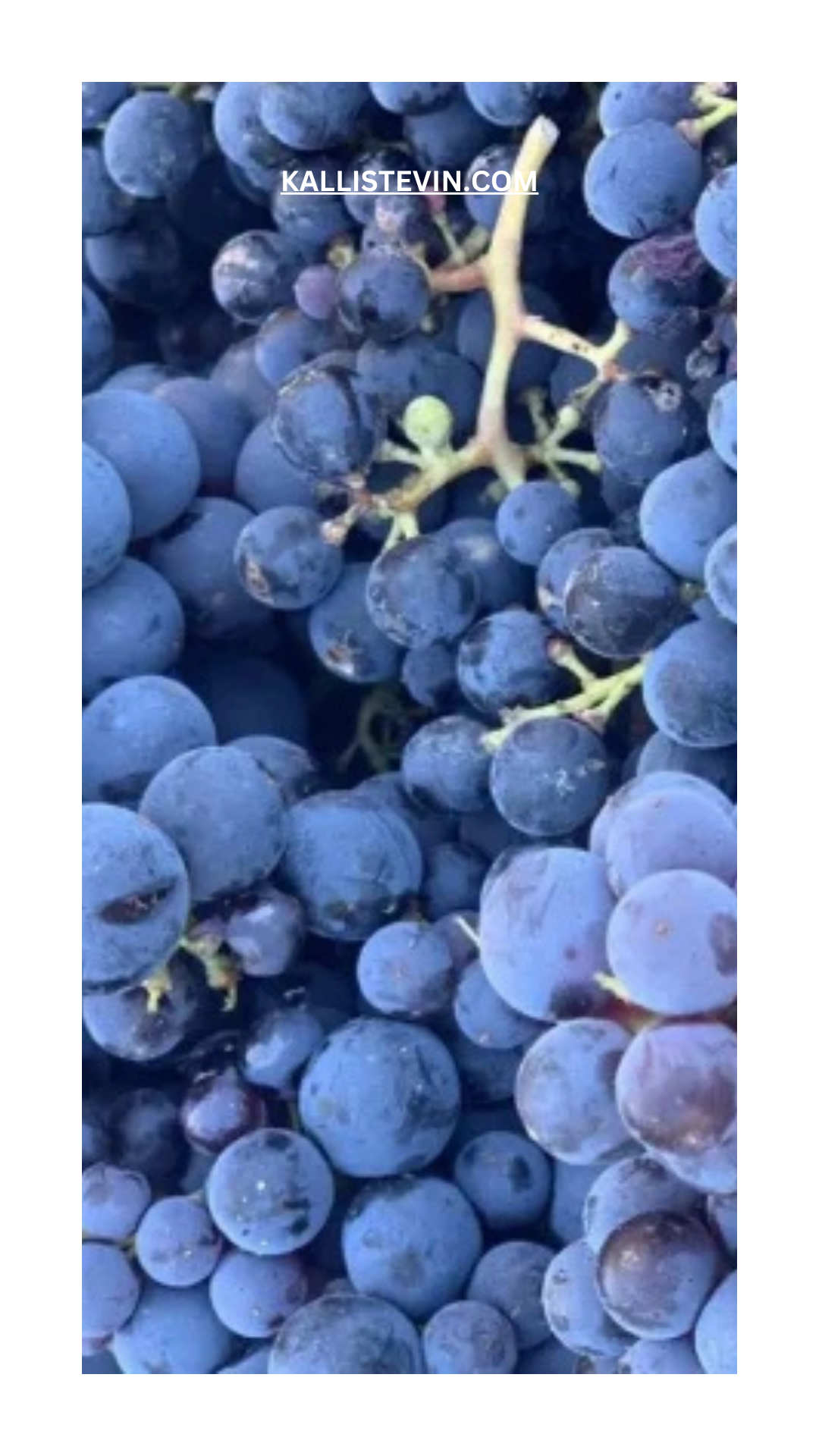 Niellucciu: Corsican grape by excellence
