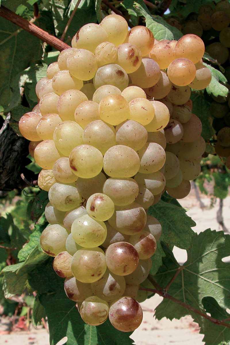 Vermentinu: a jewel in the heart of Corsica