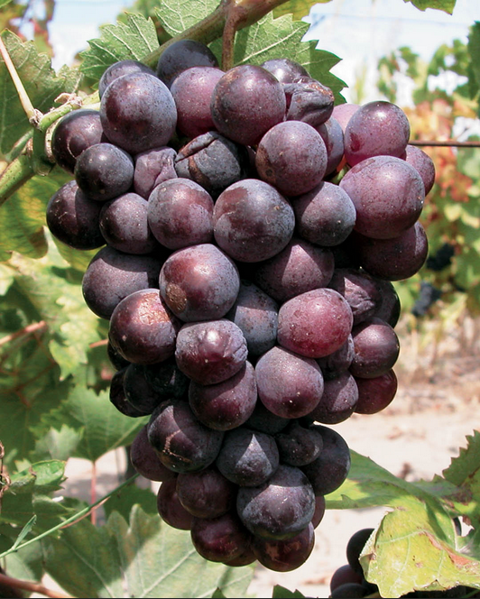 Sciaccarellu: the story of a typical Corsican grape variety