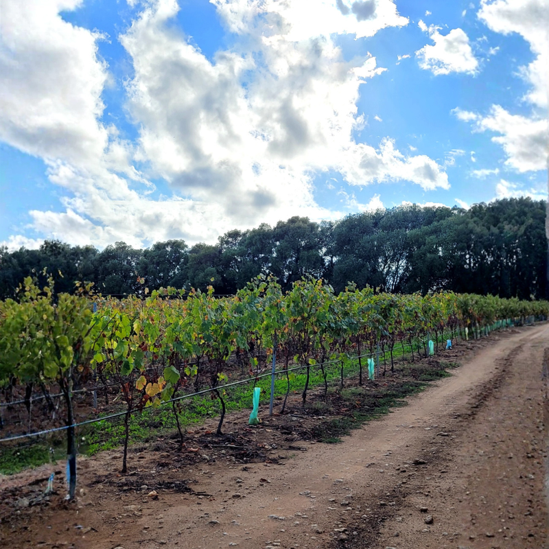 Sustainable land for sustainable wine: the commitment of Corsican winegrowers