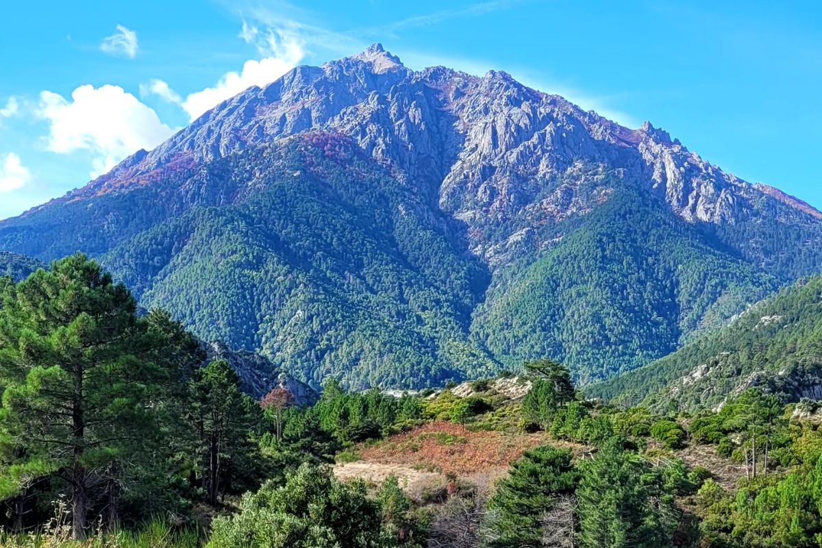 Corsican vineyards in the Middle Ages